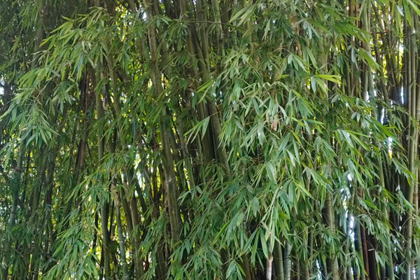 饮料产品研发设计方案